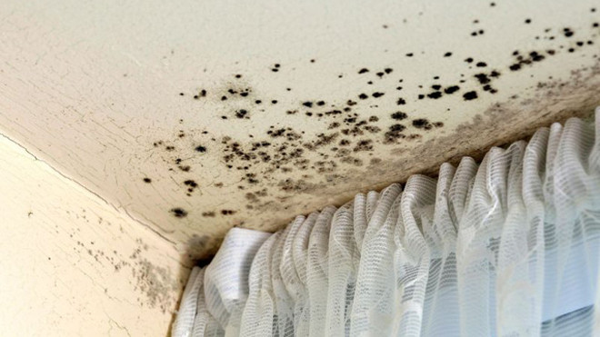 Nấm trên giấy dán tường có thể góp phần gây “hội chứng bệnh cao ốc”.