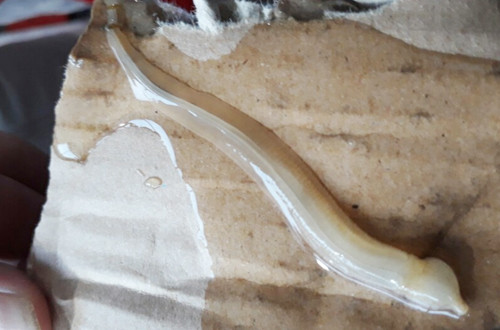 Sinh vật lạ được người dân phát hiện bám vào cá bớp nuôi lồng làm cá chết. Ảnh: Thọ Nhu.