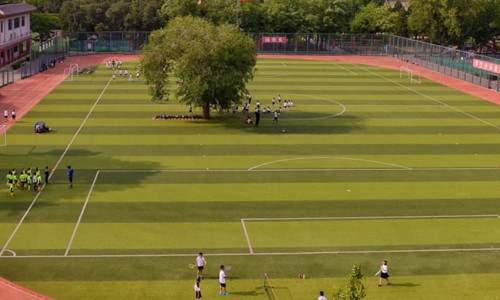 Cây du cổ thụ nằm giữa sân bóng của trường Yucai, Bắc Kinh. Ảnh: Image China.