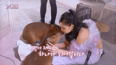 Loài vật xuất hiện trong MV “Ice Cream” có tên là gì mà được Jennie BLACKPINK “hôn môi“? ảnh 3