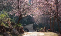 Mai anh đào trên cao nguyên Mộc Châu vào mùa đẹp nhất năm