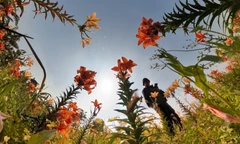 Ngỡ ngàng cánh đồng hoa ly bên sông Kinh Thầy 