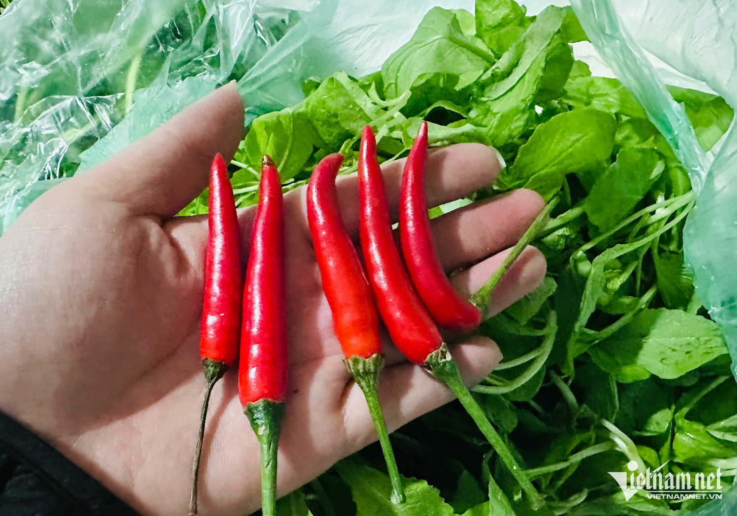 Cà chua tăng giá kỷ lục tại chợ Hà Nội: 85.000 đồng/kg vẫn bán sạch, bà nội trợ 'choáng váng'