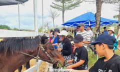 Tết năm ngựa, chen nhau cưỡi ngựa lấy hên
