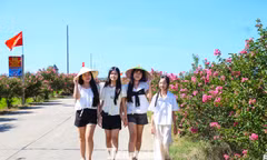 Giới trẻ đổ về 'săn' mùa tường vi hồng giữa lòng Đà Nẵng