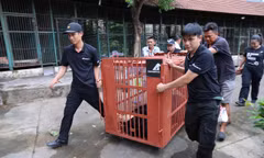 Hai gấu chó đầu tiên về trung tâm cứu hộ ở Huế sau hành trình 900 km