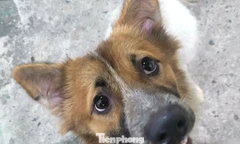 Vụ chó nghi dại cắn bé 1 tuổi ở Đà Nẵng: Bất ngờ về số lượng ổ bệnh dại ở xã