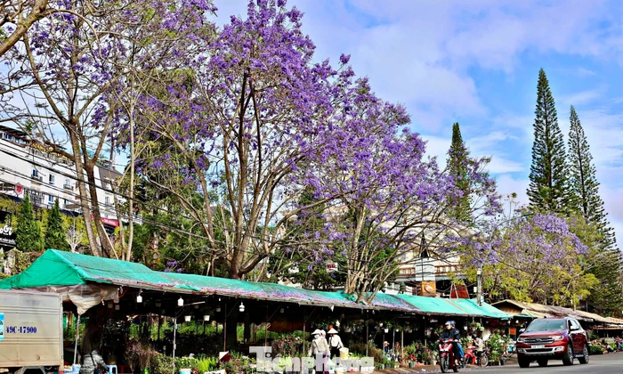 Phượng tím Đà Lạt 'đốn tim' du khách