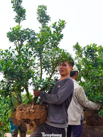 Thủ phủ hoa, cây cảnh Văn Giang tất bật vào vụ mới 