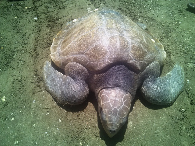 Cá thể rùa biển này có trọng lượng 20kg dính lưới ngư dân và nó cũng đã được thả về biển ngay sau đó.