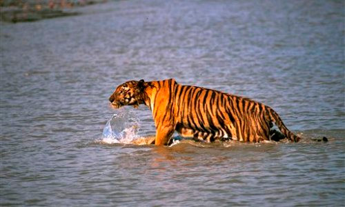 Một con hổ Bengal đang lội nước ở Ấn Độ. Ảnh: AP