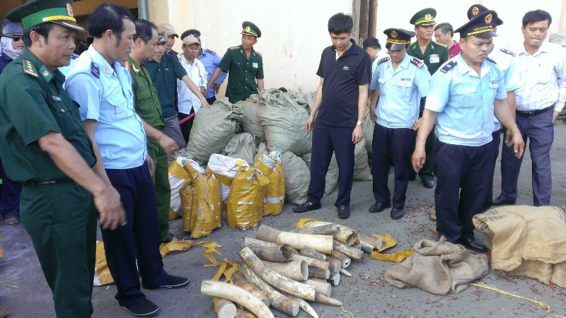 Lực lượng chức năng khám xét số ngà voi, vảy tê tê phát hiện được.