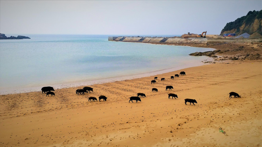 Quảng Ninh tính chuyện đưa lợn ra đảo “trốn” dịch
