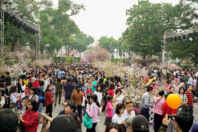Lễ hội hoa anh đào Nhật Bản-Hà Nội thường phải kéo dài ngày hơn dự kiến do đông người tham quan. Ảnh: Ngọc Châu 
