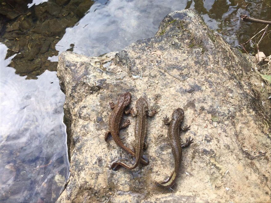 Cá “Bèo Cao” có chân rất độc đáo . Ảnh: Hoàng Phúc