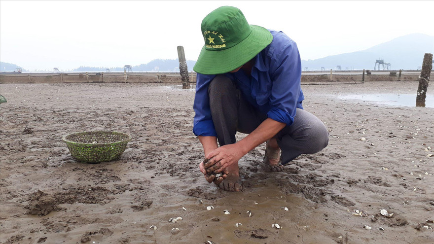 Người lao động nhặt xác ngao chết tại xã Hải Lộc, huyện Hậu Lộc 