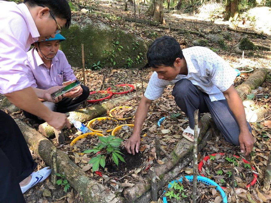 Anh A Điện Trung xã Ngọc Lây với vườn sâm trên núi Ngọc Linh ở độ cao 2.000m và cây sâm quý 5 năm tuổi được trả 150 triệu. Ảnh: KH