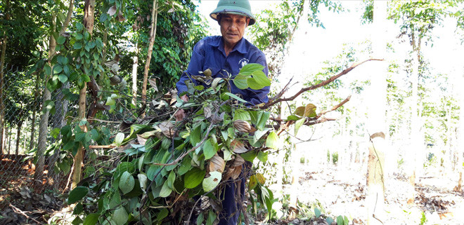 Người dân huyện Ia Grai (Gia Lai) chặt bỏ tiêu chết
