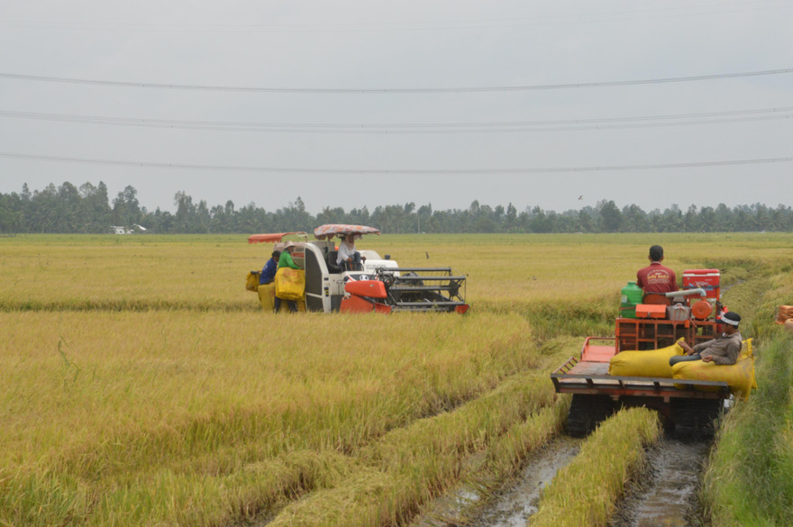  Mùa vàng trên cánh đồng lúa ở Sóc Trăng 