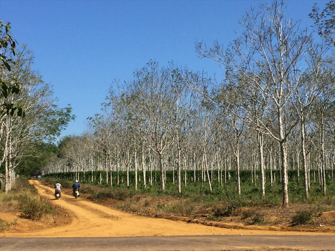 Đất rừng cao su giao cho ông Tân hiện đang được người khác rao bán lại