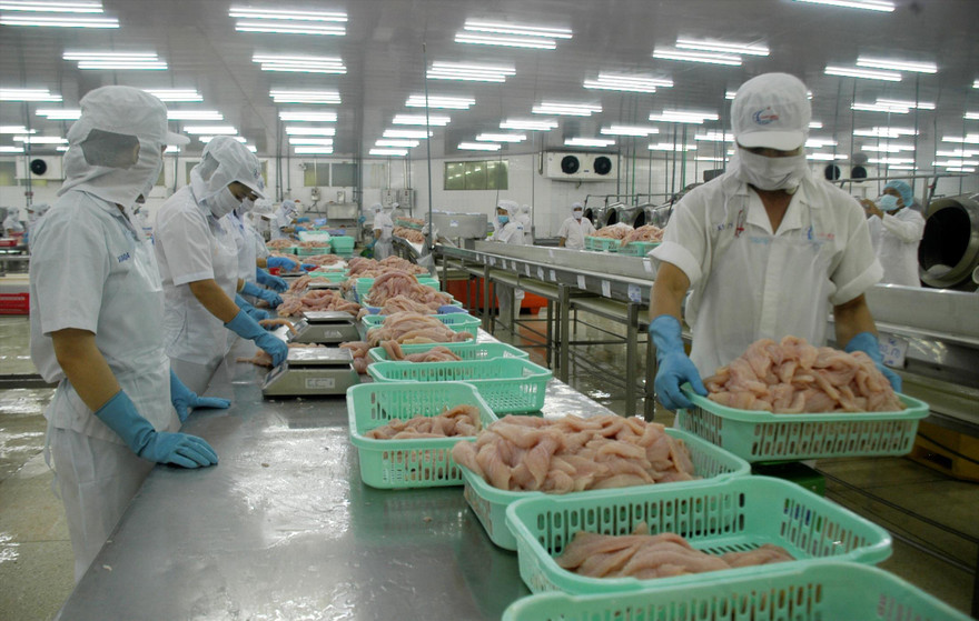 Chế biến cá tra xuất khẩu Ảnh: Cảnh Kỳ