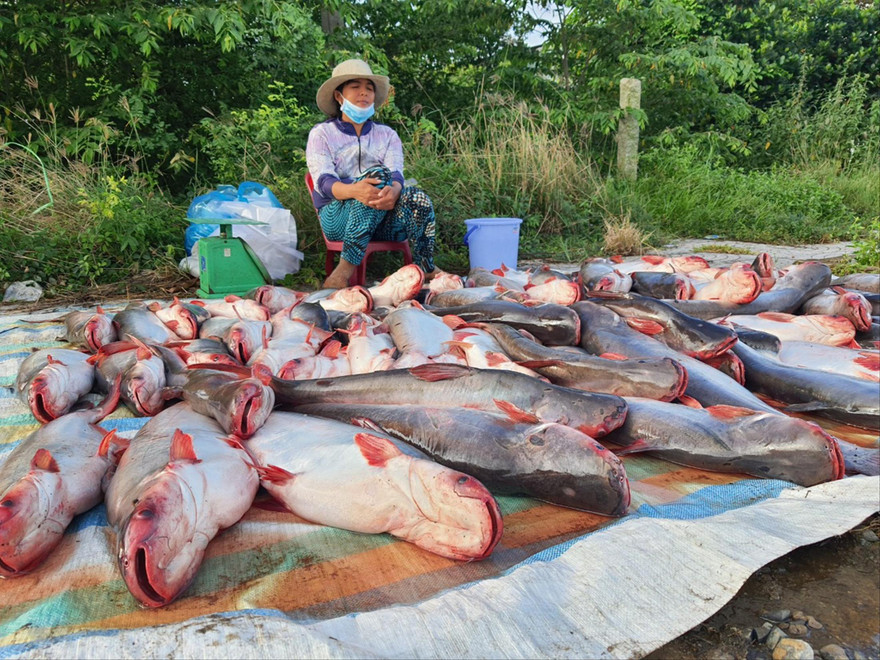 Cá tra bán bên lề đường ở Kiên Giang Ảnh: CK