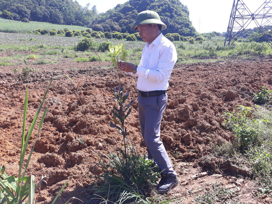 Ông Nguyễn Ngọc Long, người tự xưng danh giám đốc vùng nguyên liệu Cty Macca Nutrition giới thiệu cây mắc ca 1 năm tuổi 