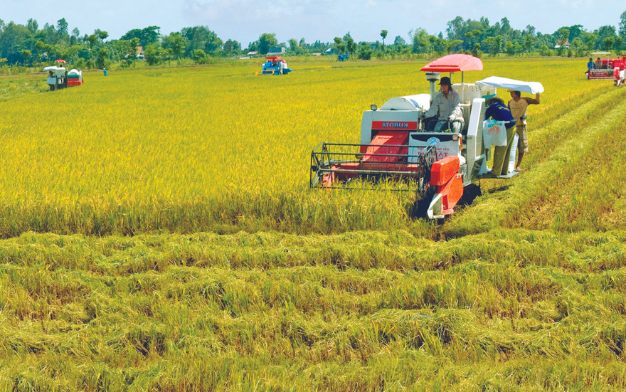 Nâng cao phẩm cấp gạo Việt là hướng đi ưu tiên của ĐBSCL