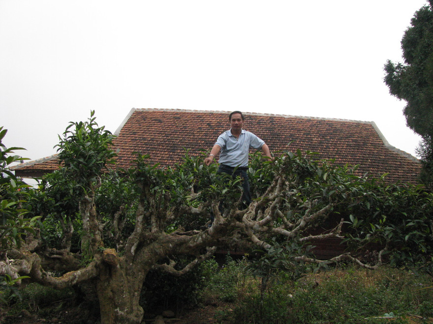 Anh Phạm Vũ Khánh, người sáng lập thương hiệu trà Shanam