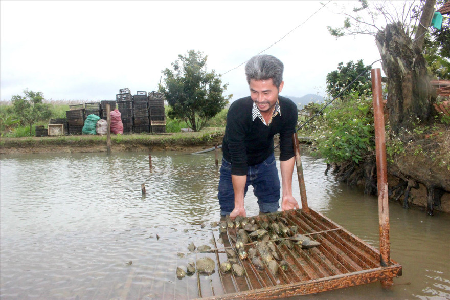 Anh Tuấn kiểm tra sức khỏe trai nuôi dưới ao