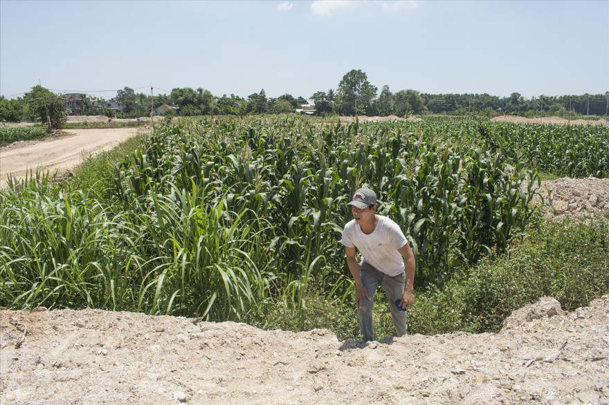 Lão nông Nguyễn Tiến Chí canh gác ruộng ngô bị biến thành ao. Ảnh: PV
