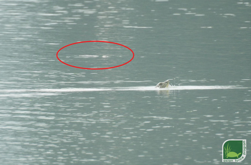 Cá thể rùa Hoàn Kiếm thứ hai (khoanh) trong bức ảnh do anh Nguyễn Văn Trọng chụp được ngày 20/8Ảnh: ATP cung cấp 