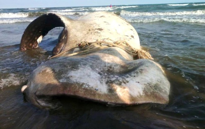 Cá voi dài 8 m, nặng gần 2 tấn.