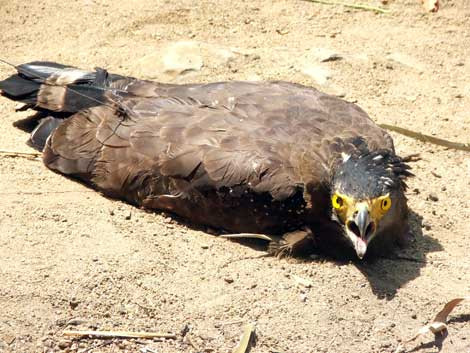 Con chim lạ có vóc dáng như đại bàng trước khi được thả về với thiên nhiên.