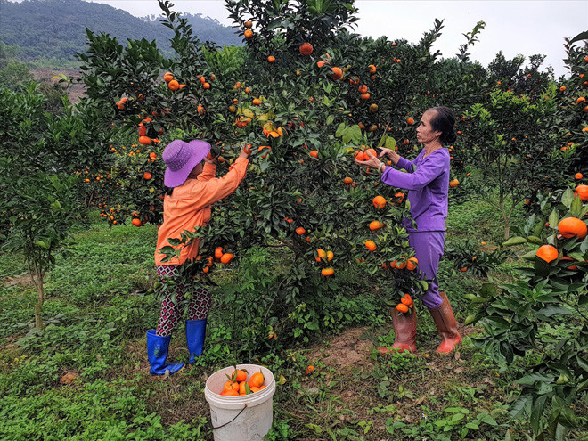 Phải mất 4 năm chăm bón cây cam mới cho quả và sau chu kỳ 15 năm lại thay giống 1 lần