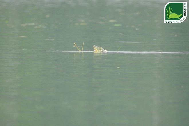 Hình ảnh mới nhất cá thể rùa Hoàn Kiếm ở hồ Đồng Mô. Ảnh: ATP 