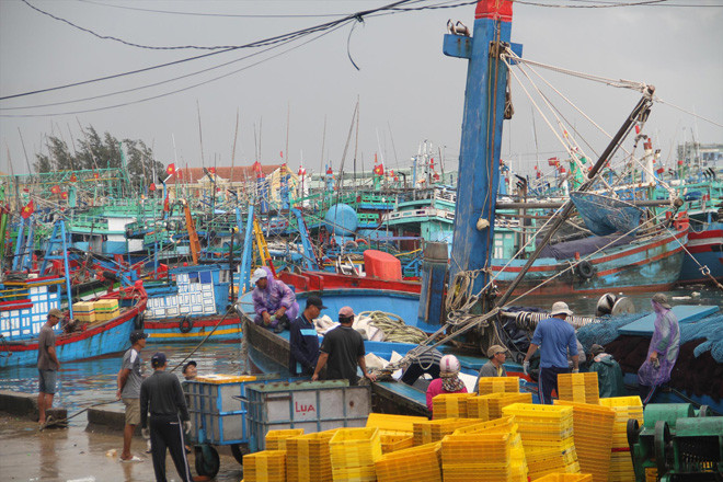Nhiều tàu thuyền đã cập Cảng cá Quy Nhơn để tránh bão số 9. Ảnh: P.V