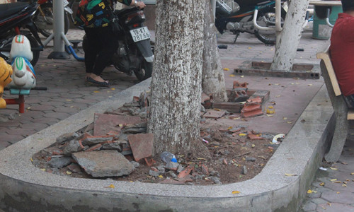 Một gốc sưa bị đào bới, định đốn hạ ảnh: Võ Hóa