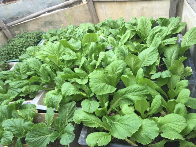 Các vườn rau tại Trường Sa bốn mùa xanh tốt. Ảnh: Bảo Thắng