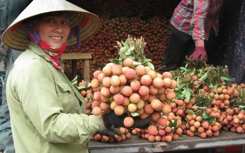 Vải thiều Lục Ngạn có thể xuất sang Nhật Bản, châu Âu