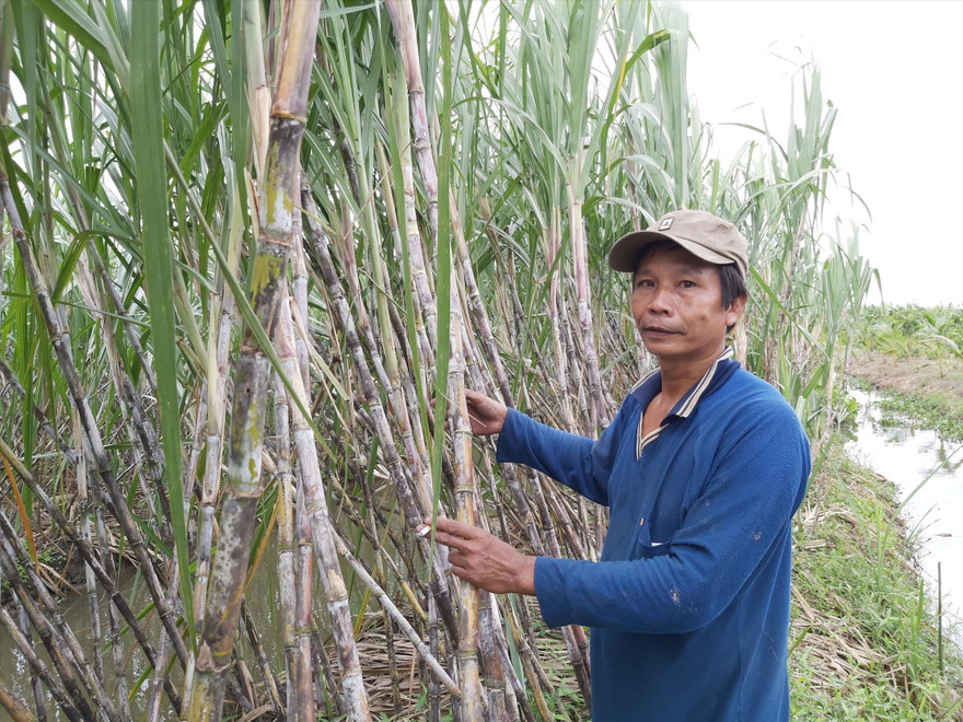 Ông Cao Trung Việt bên ruộng mía của mình  ẢNH: HÒA HỘI