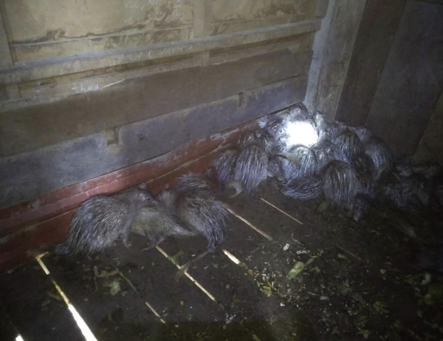 Nhiều cá thể don bị nuôi nhốt