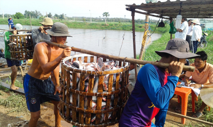 Theo các chuyên gia, nông sản, thủy sản của Việt Nam vẫn có cửa xuất khẩu tốt sang Trung Quốc nếu chất lượng và phương thức kinh doanh có sự thay đổi 