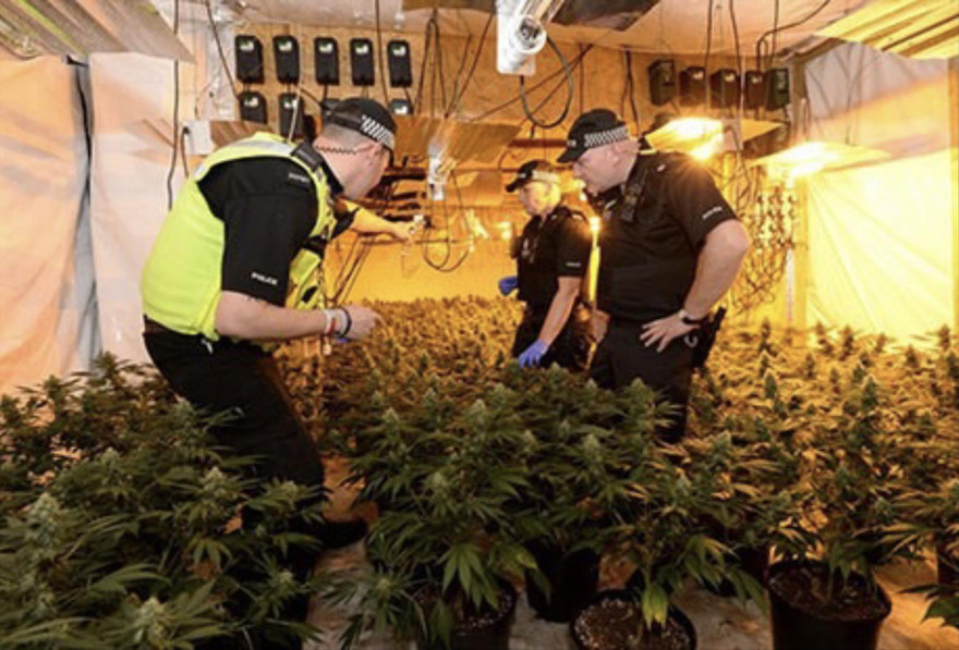 Cảnh sát Anh triệt phá một trang trại trồng cỏ của người Việt 