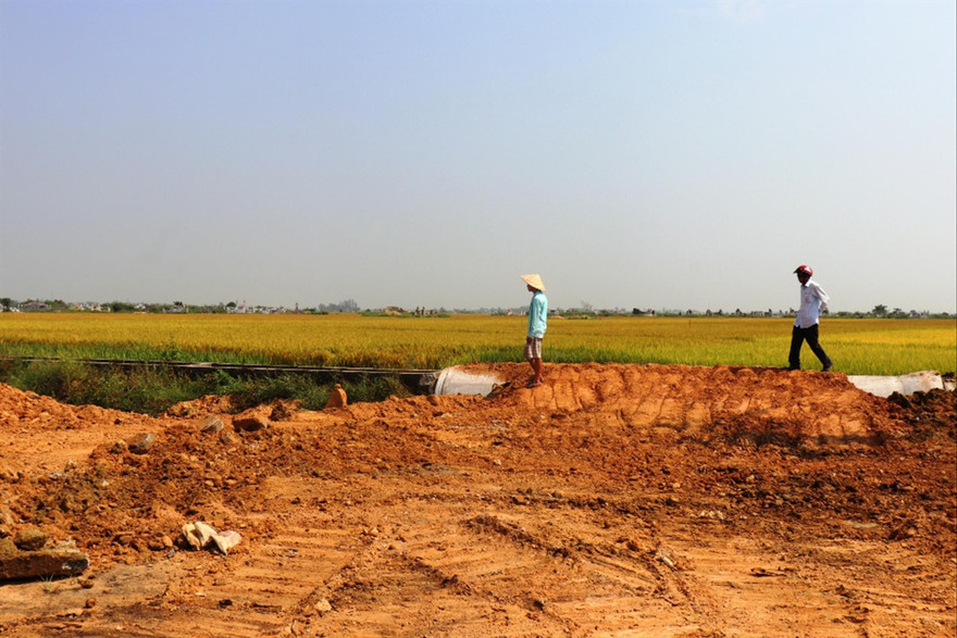 Vụ lúa cuối cùng trên đồng ruộng Hương Sơ. Nơi này sẽ là một phần của khu tái định cư dân Thượng thành 