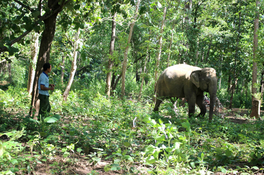 Ông Y Mứt luôn theo sát voi Bun Kham
