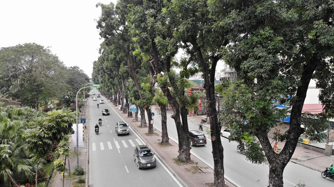 Hàng cây xà cừ được giữ nguyên không thuộc phần mở rộng đường Láng. ảnh: Mạnh Thắng 