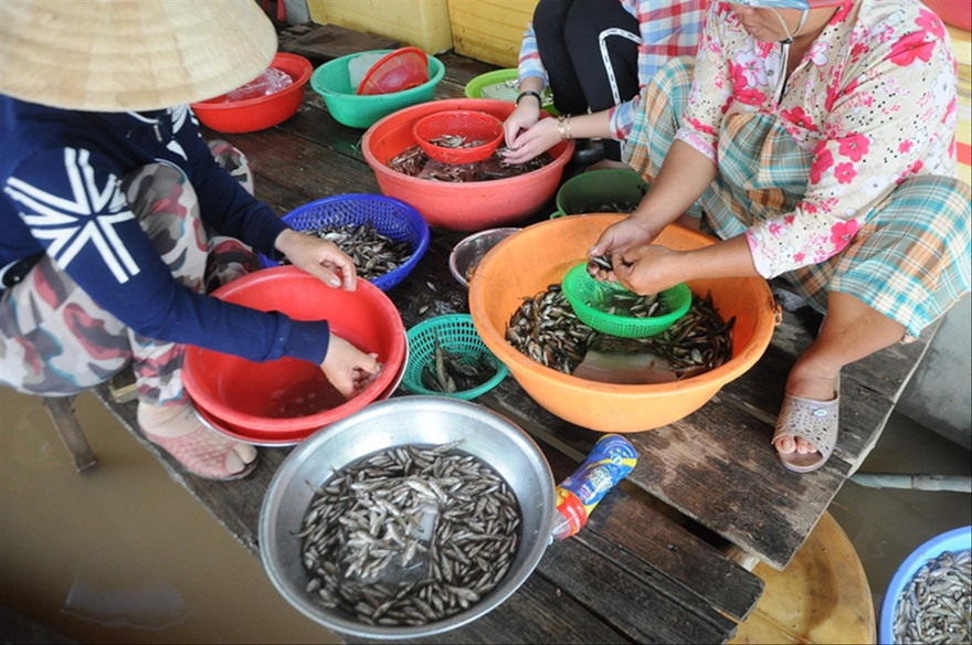 Cá linh - đặc sản mùa nước nổi miền Tây Ảnh: C.K   