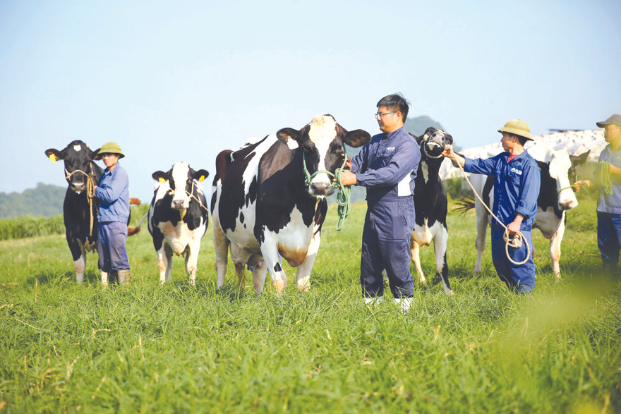 Quỹ bảo hiểm vật nuôi, bảo hiểm giá sữa, hỗ trợ sản xuất…là những chính sách “bà đỡ”, giúp các hộ dân yên tâm sản xuất, gắn kết với Mộc Châu Milk 