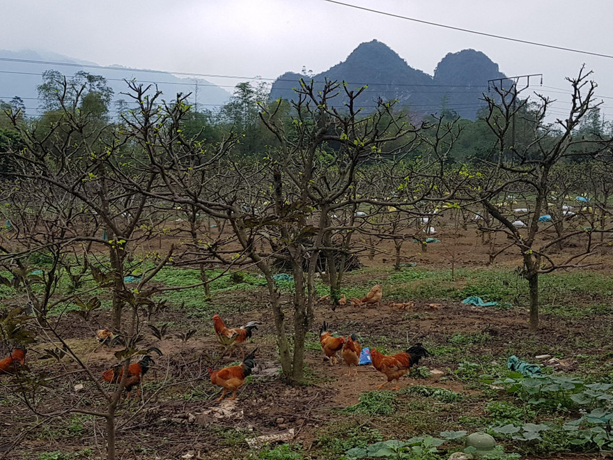 Na vườn ở Chi Lăng. ảnh: XB